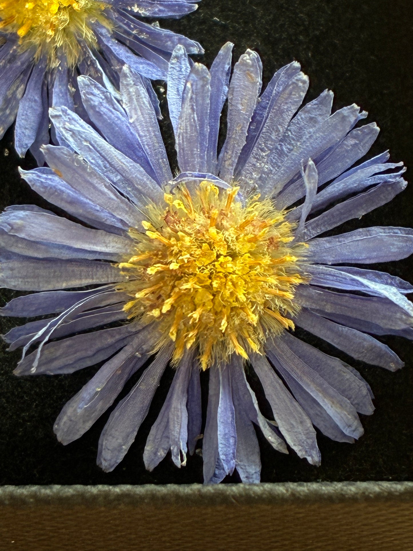 Asters - 6 Real Dried Aster Flowers