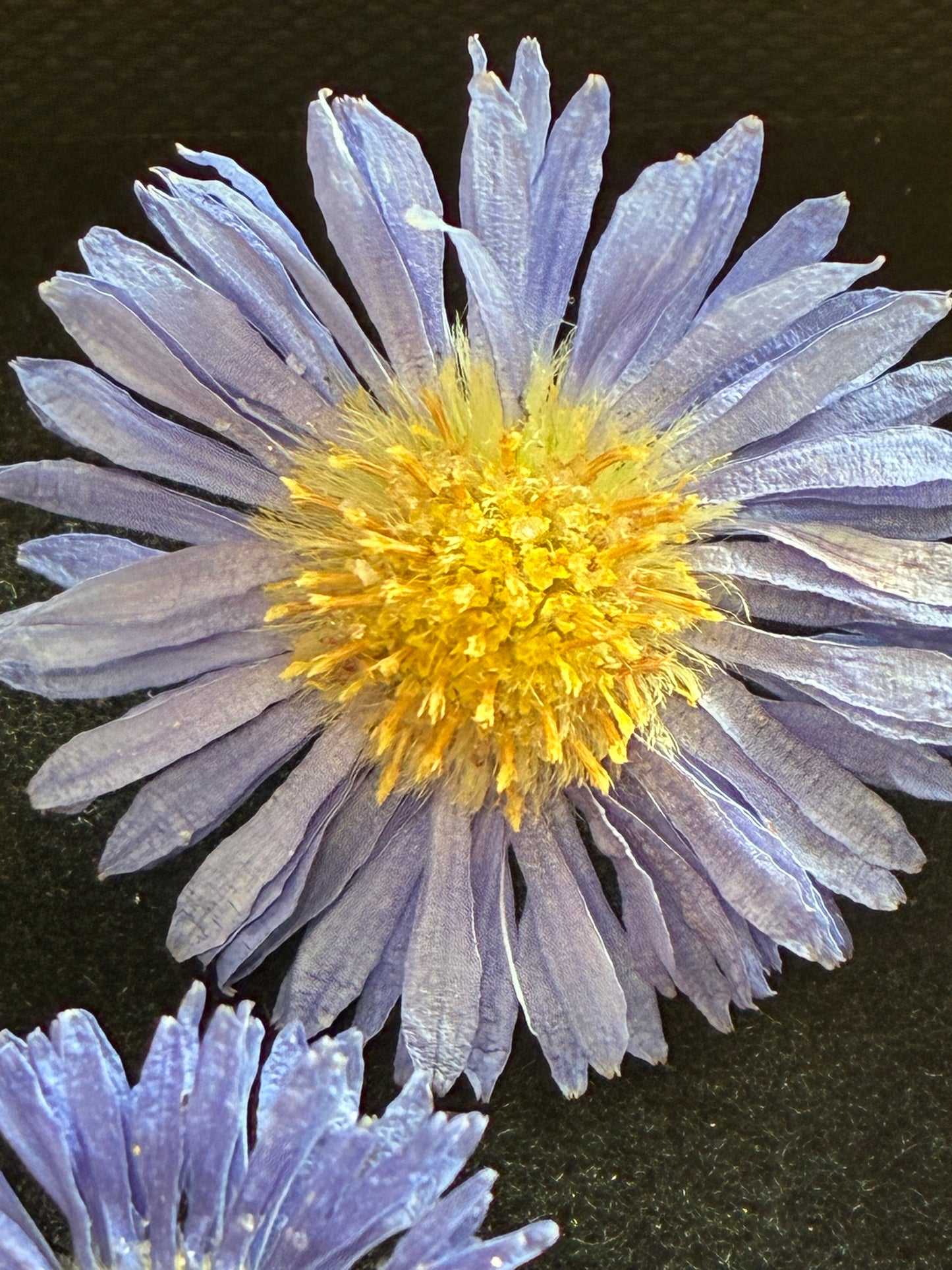 Asters - 6 Real Dried Aster Flowers