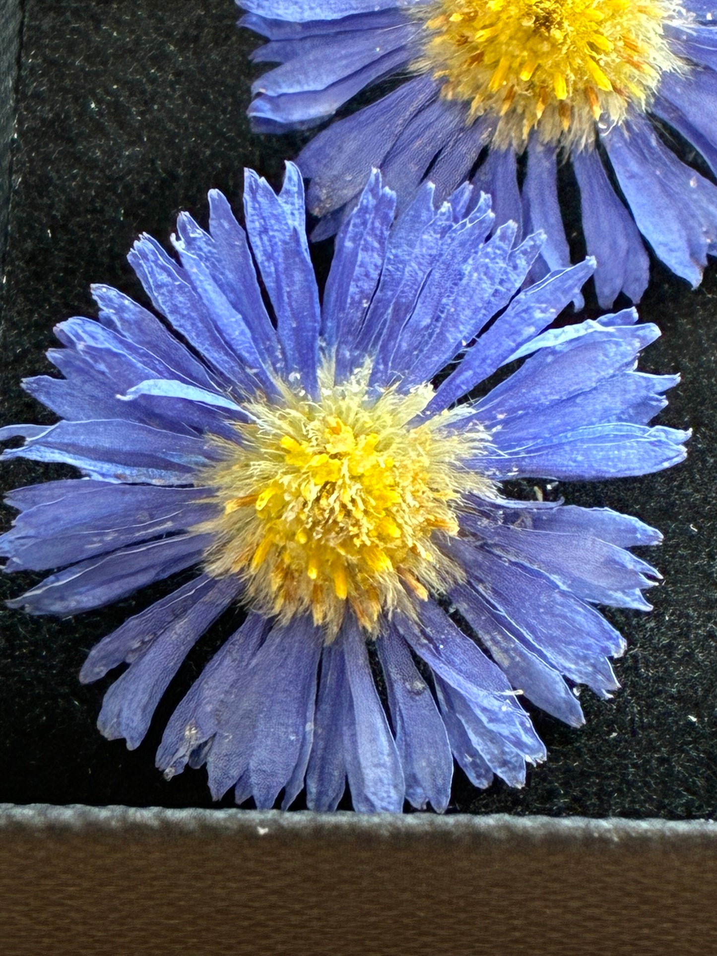 Pale blue dried aster