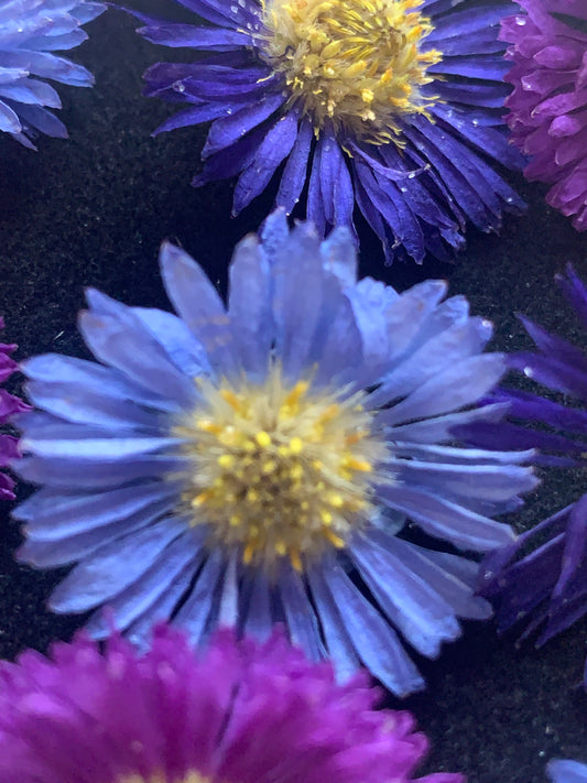 Blue real dried asters