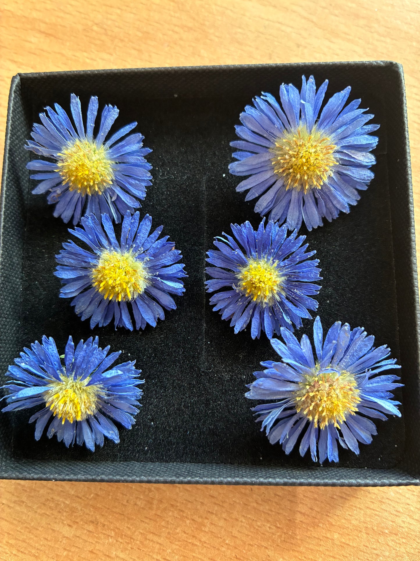 Box of 6 blue dried asters