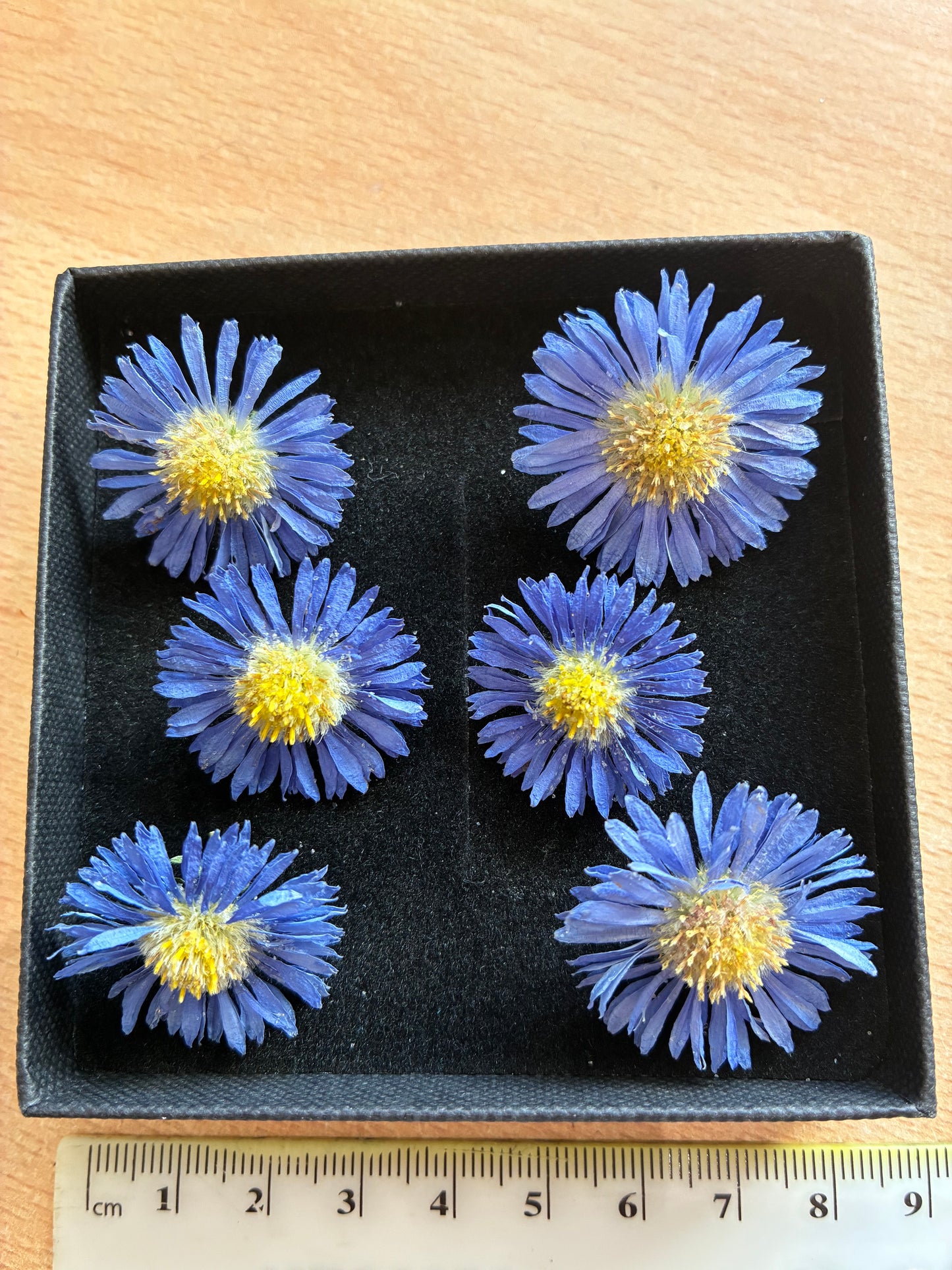 Asters - 6 Real Dried Aster Flowers