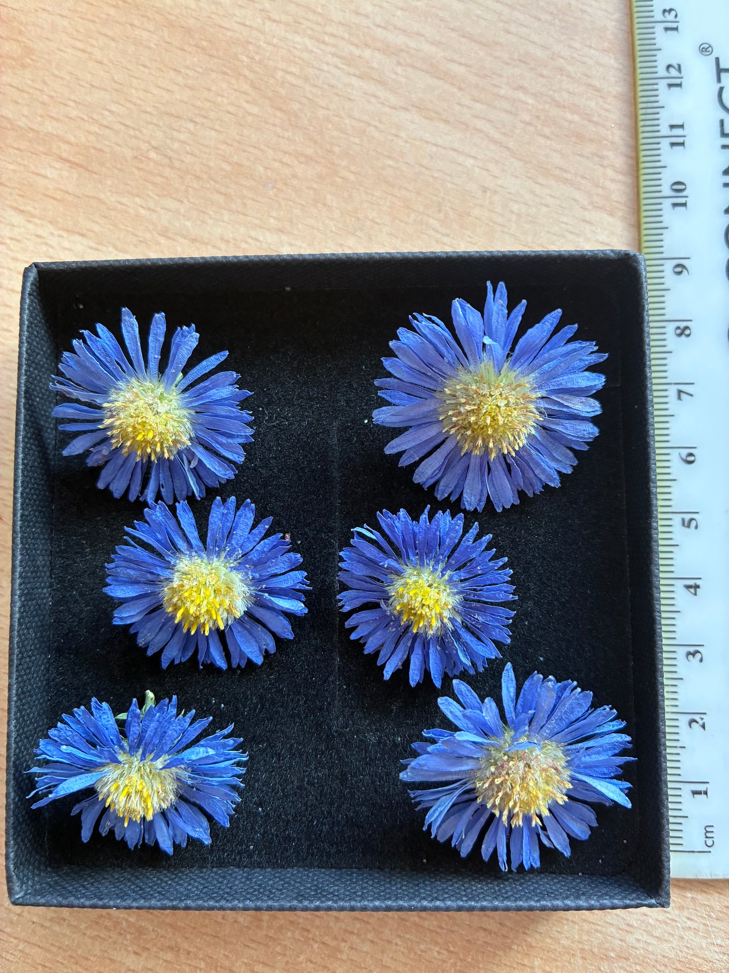 Asters - 6 Real Dried Aster Flowers