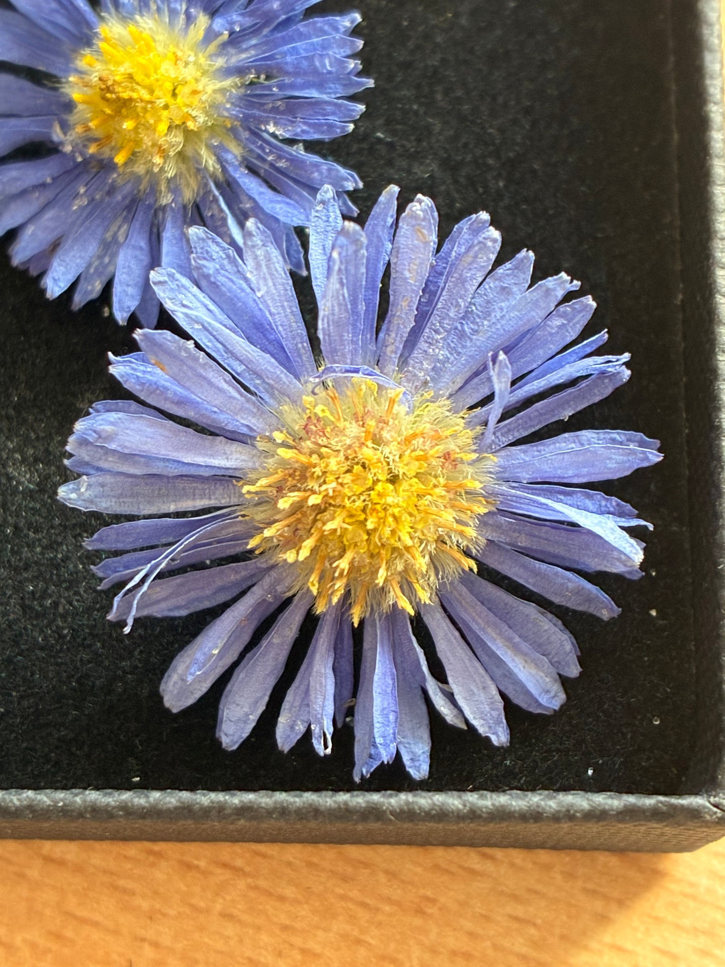 Asters - 6 Real Dried Aster Flowers