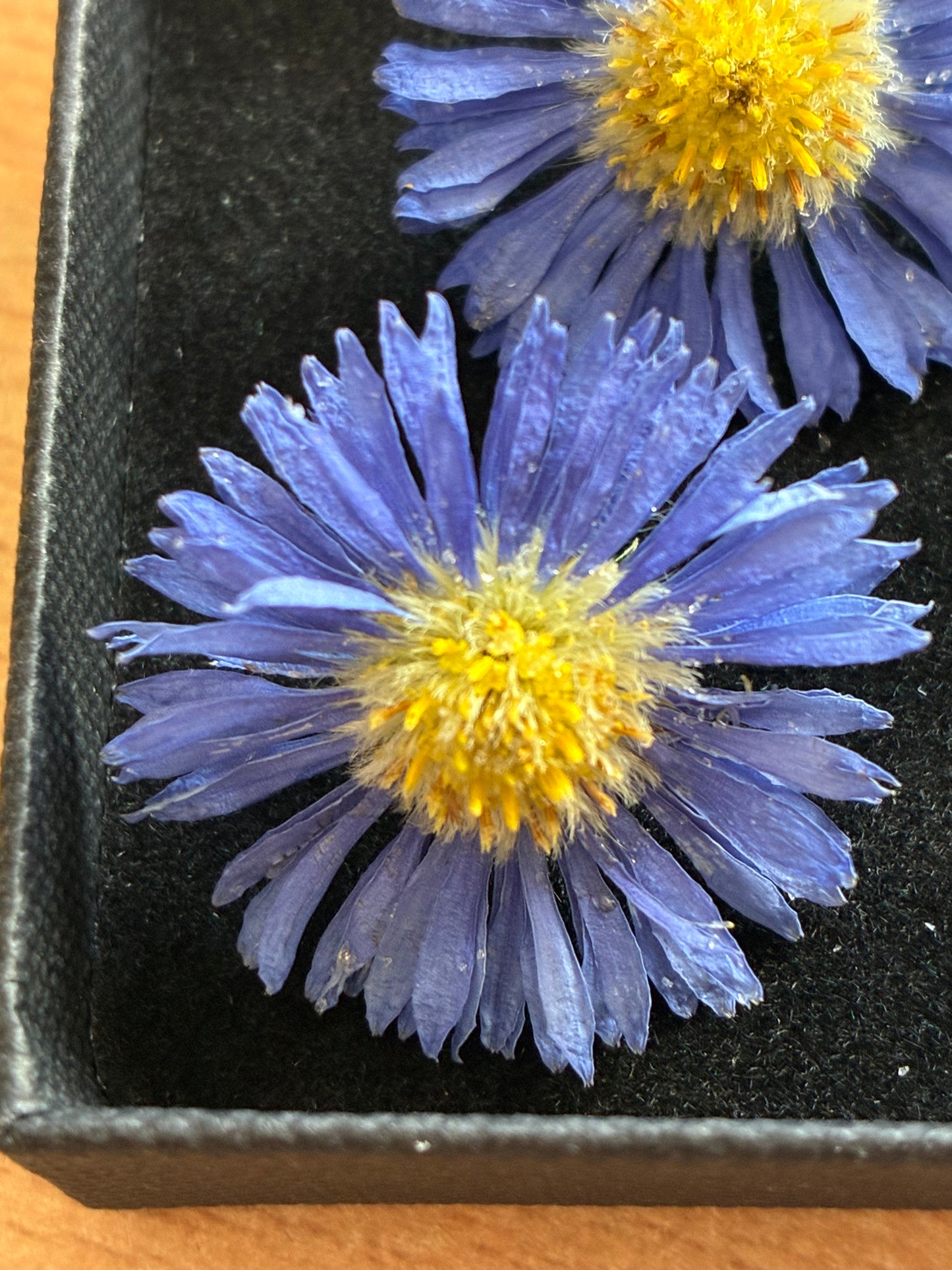 Asters - 6 Real Dried Aster Flowers