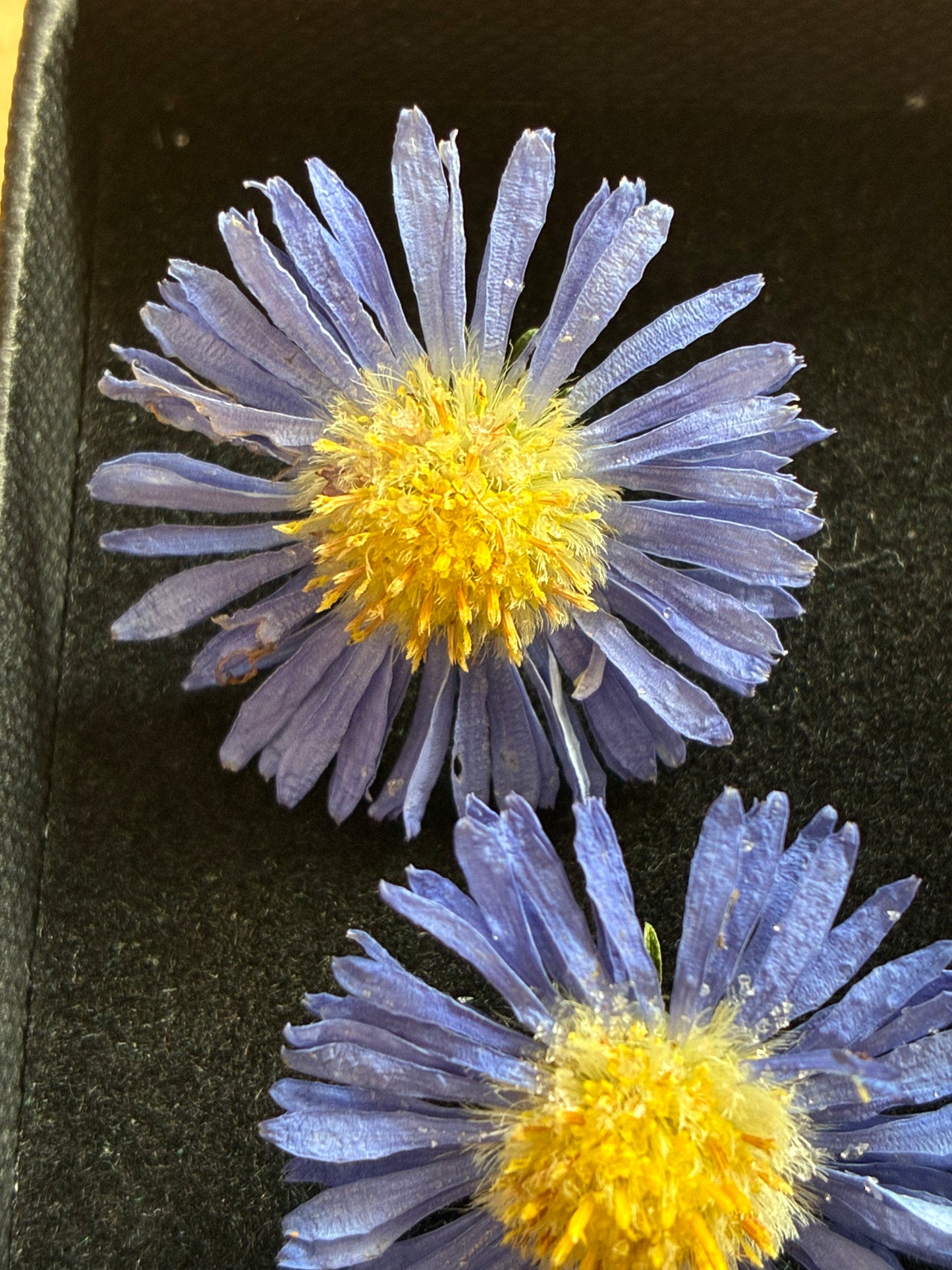 Asters - 6 Real Dried Aster Flowers