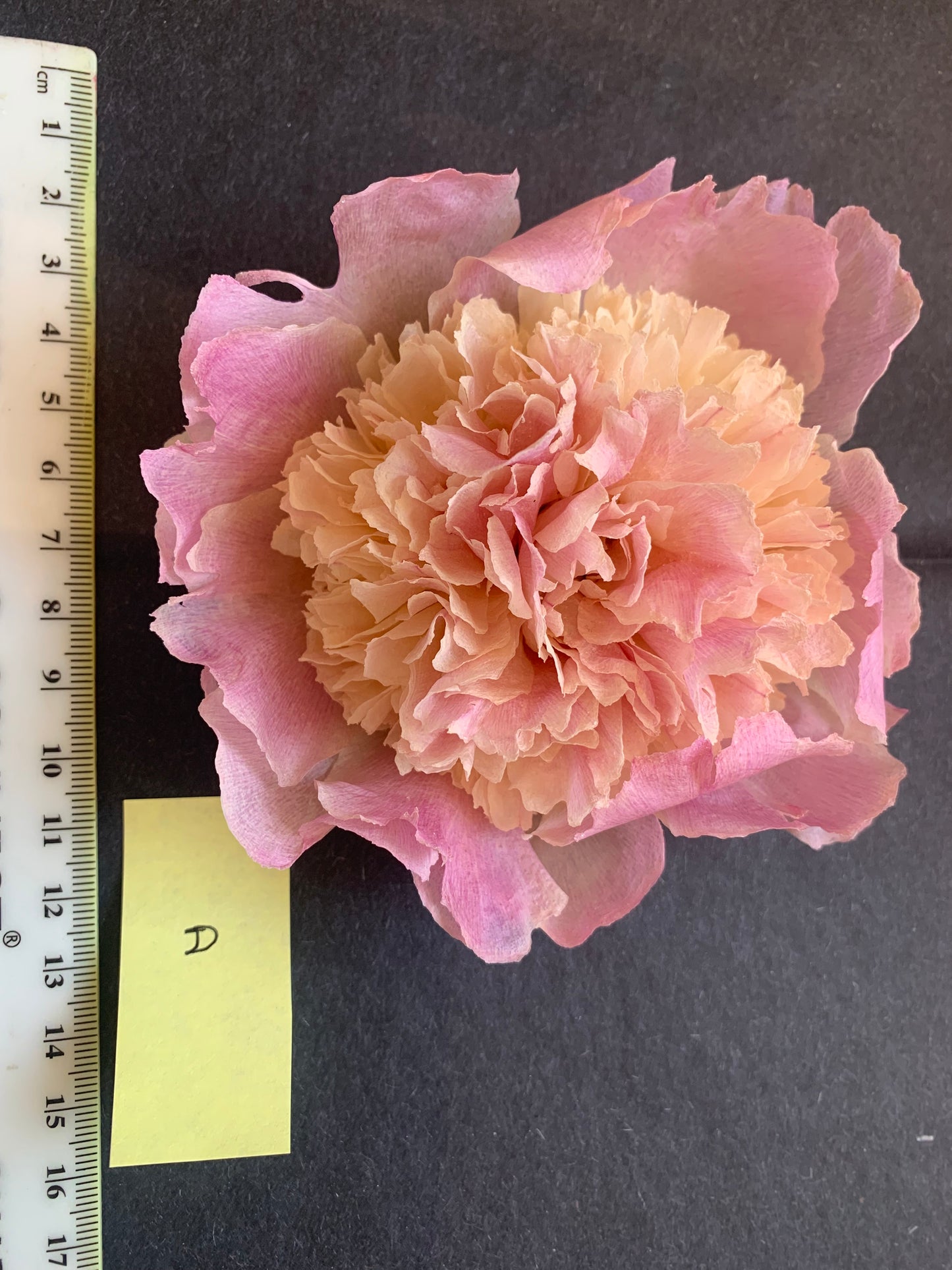 Peony - 1 White/cream/pale pink Real Dried Peony flowers (FM)