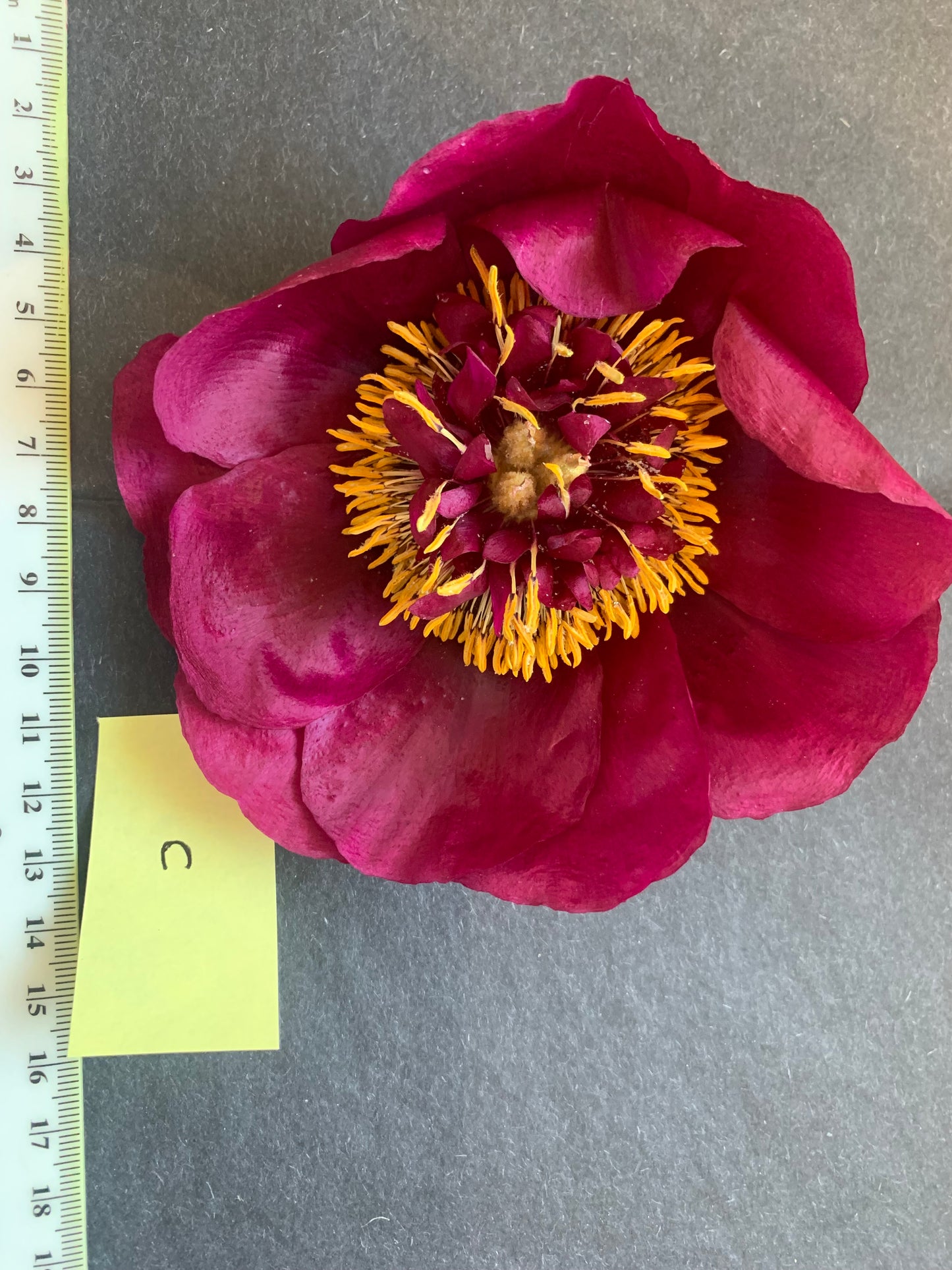 Peony - 1 White/cream/pale pink Real Dried Peony flowers (FM)