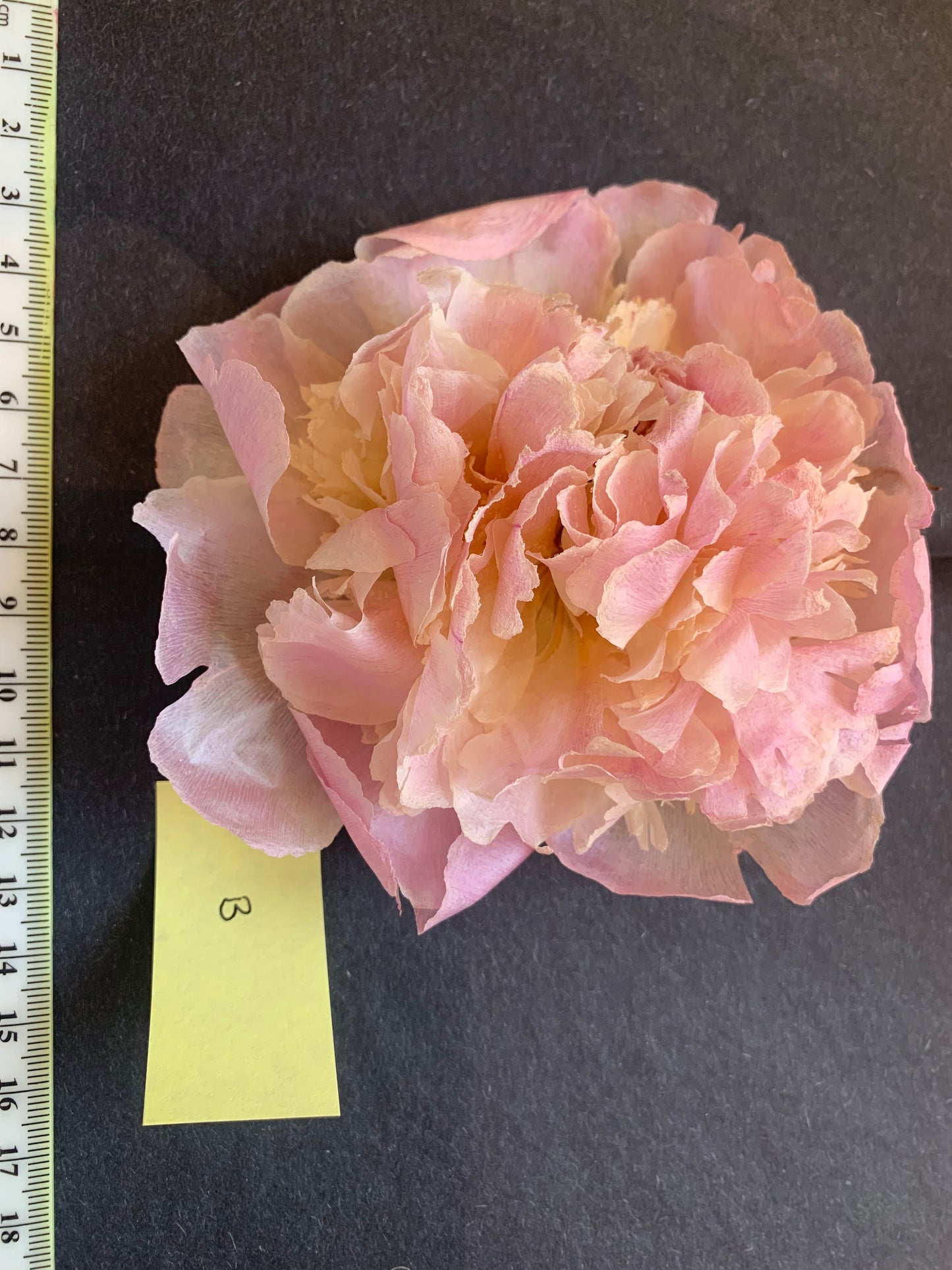 Peony - 1 White/cream/pale pink Real Dried Peony flowers (FM)