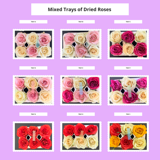 Roses - Mixed - 6 Real Dried Flowers
