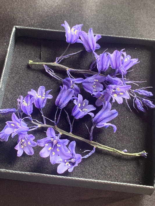 Box with real dried bluebells 