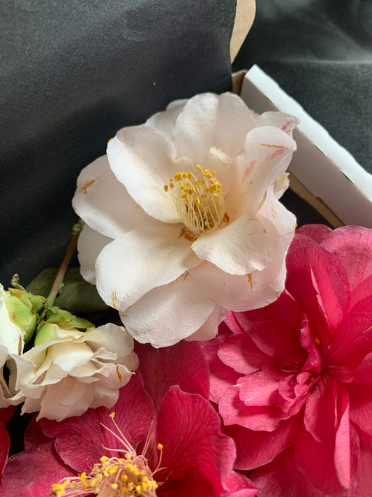 Camellia - 4 Real Dried Flowers for Witchcraft