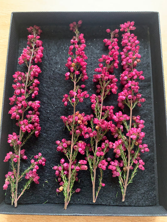 Calluna - 4 Stems Real Dried Flowers