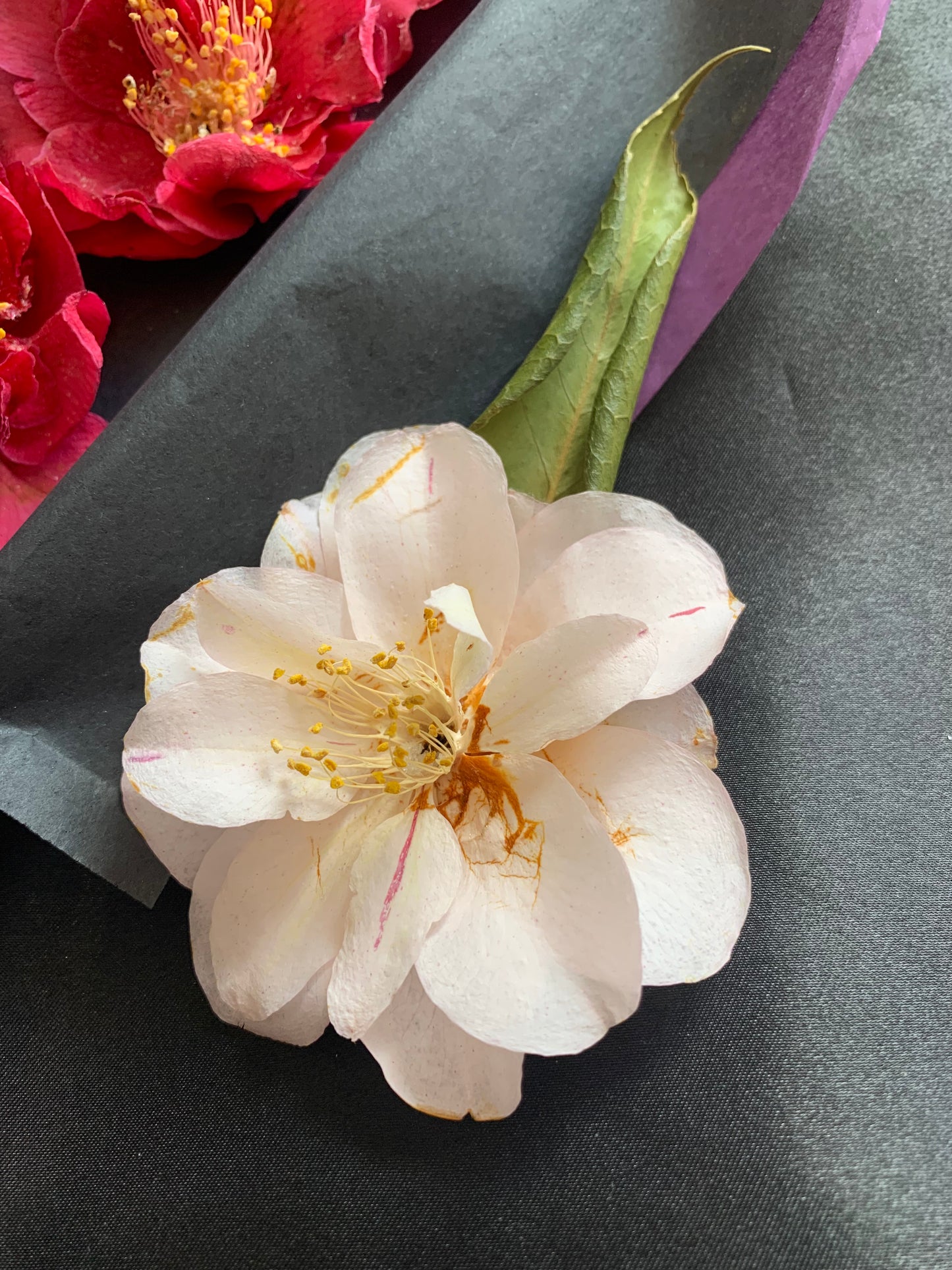 Camellia - 4 Real Dried Flowers for Witchcraft