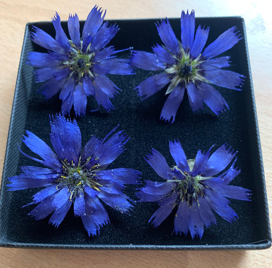 Catananche - 4 Real Dried Flowers