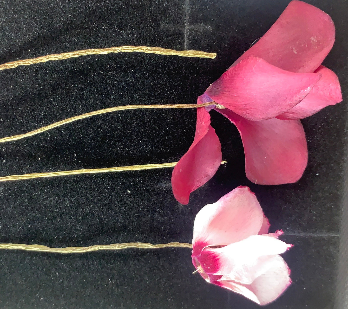 Cyclamen - 6 Real Dried Cyclamen Flowers