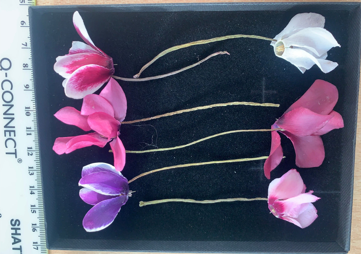 Cyclamen - 6 Real Dried Cyclamen Flowers