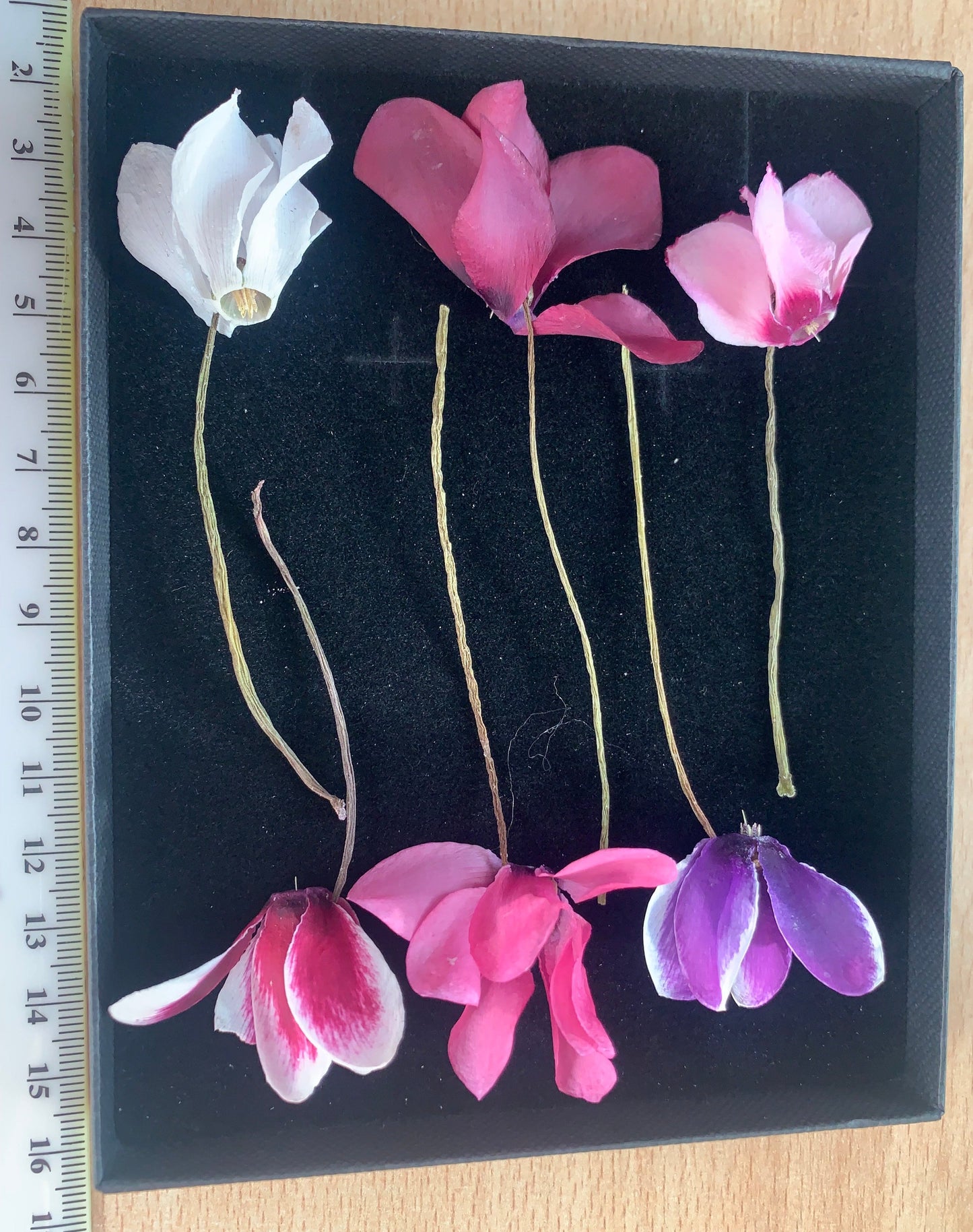 Dried cyclamen in a black box