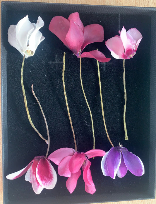 Box containing 6 dried cyclamen flowers