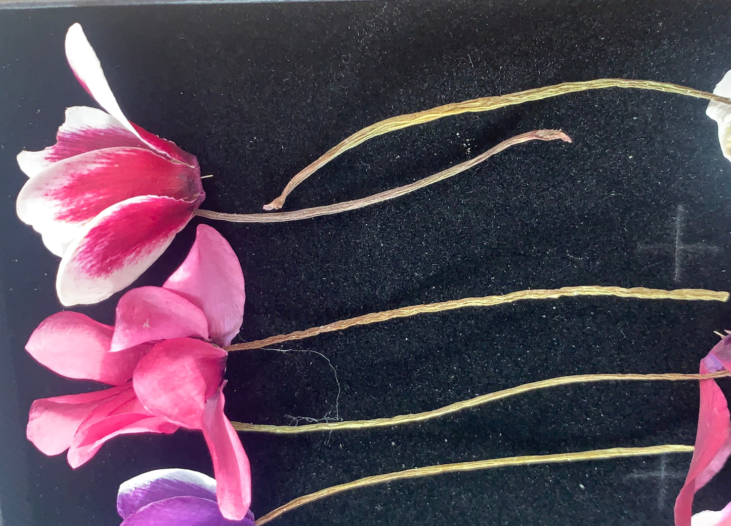 Cyclamen - 6 Real Dried Cyclamen Flowers