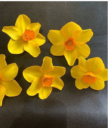 Dried Daffodils - 6 (baby) Orange Trumpet