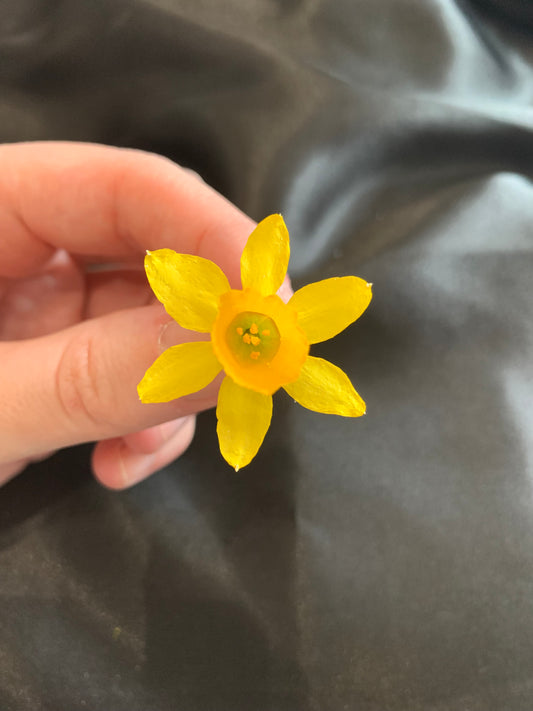 Tiny Dried Daffodil Yellow Daffodil, Dried Yellow Daffodil Tete a Tete
