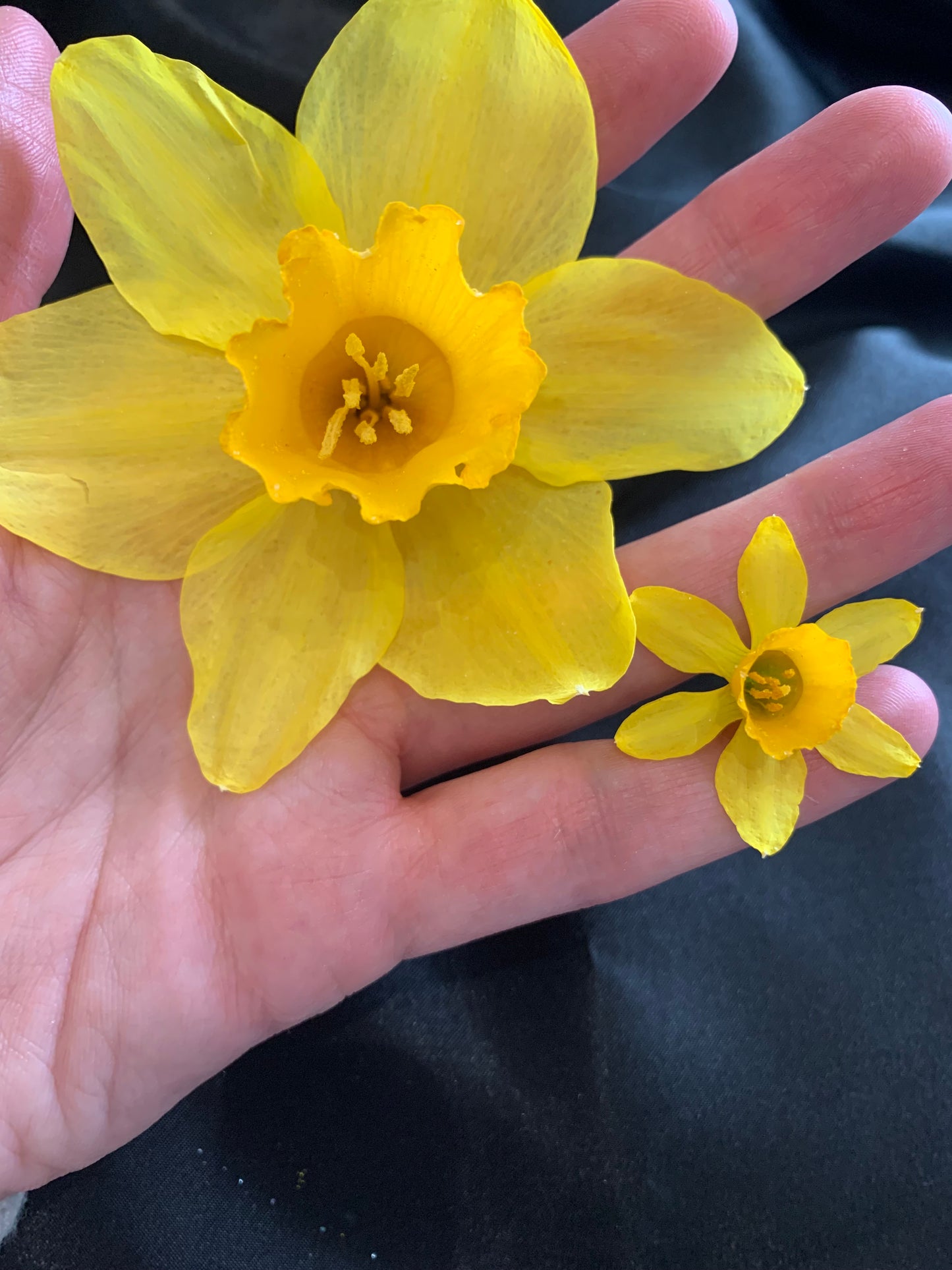 Tiny dried Daffodil and Large dried Daffodil, yellow Daffodils