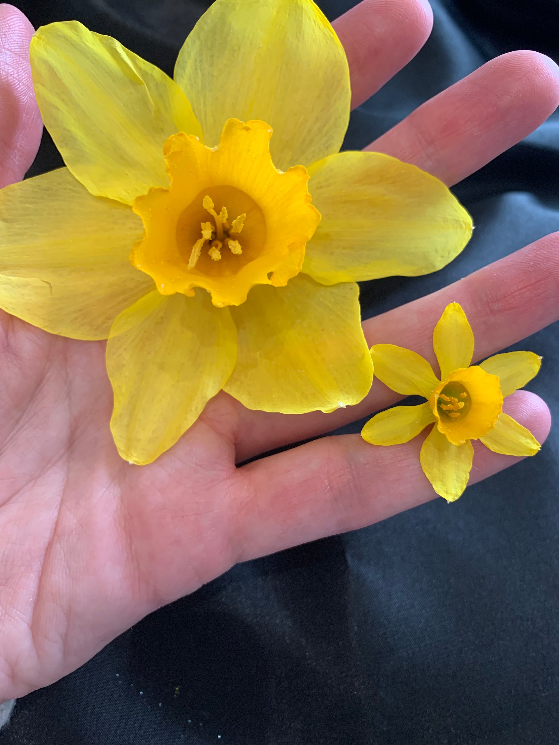 Tiny dried Daffodil and Large dried Daffodil, yellow Daffodils