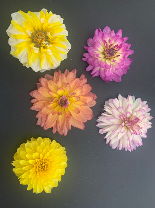 Dahlia, 4, 5 or 6 Real Dried Dahlia Flowers
