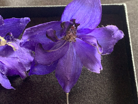 Delphinium - 6 Dark Blue - Real Dried Flowers