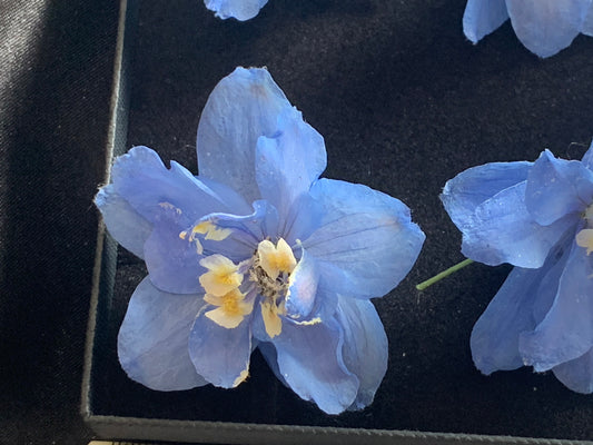 Delphinium (Pale Blue) - 6 Real Dried Flowers