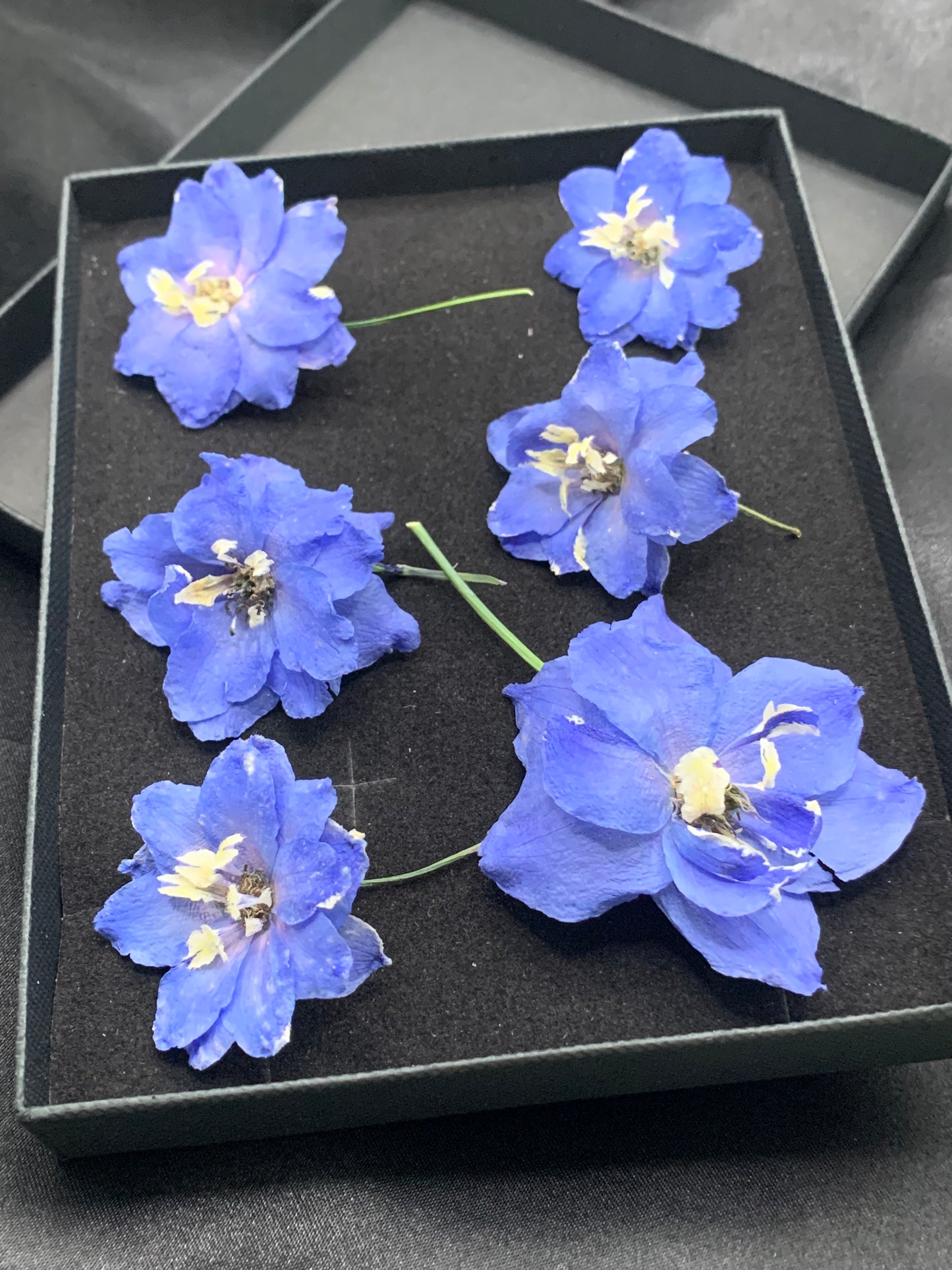 Delphinium - 6 Real Dried Flowers (mid blue)