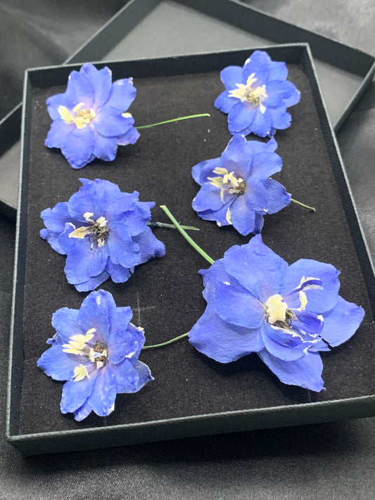 Delphinium - 6 Real Dried Flowers (mid blue)