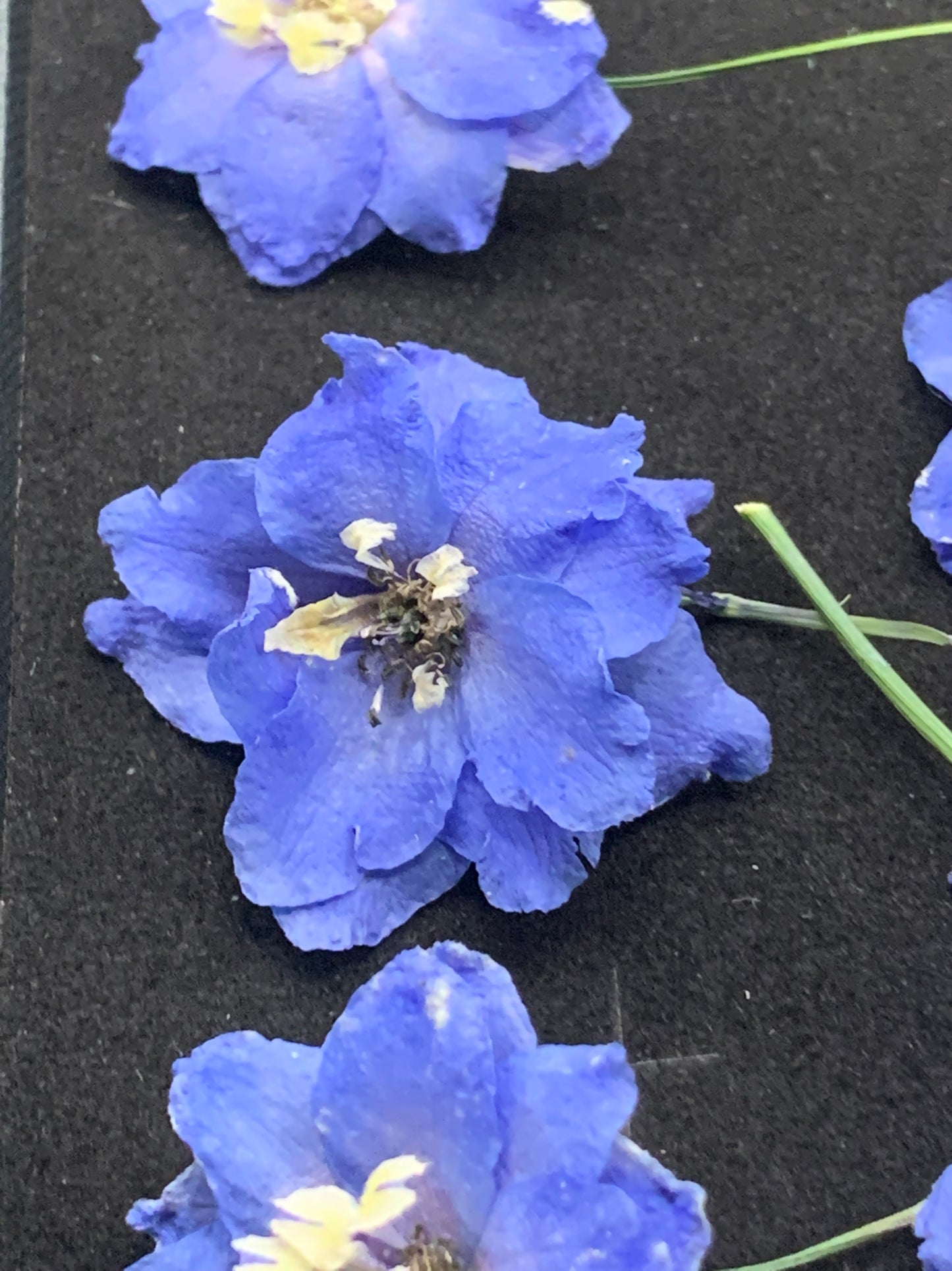 Delphinium - 6 Real Dried Flowers (mid blue)