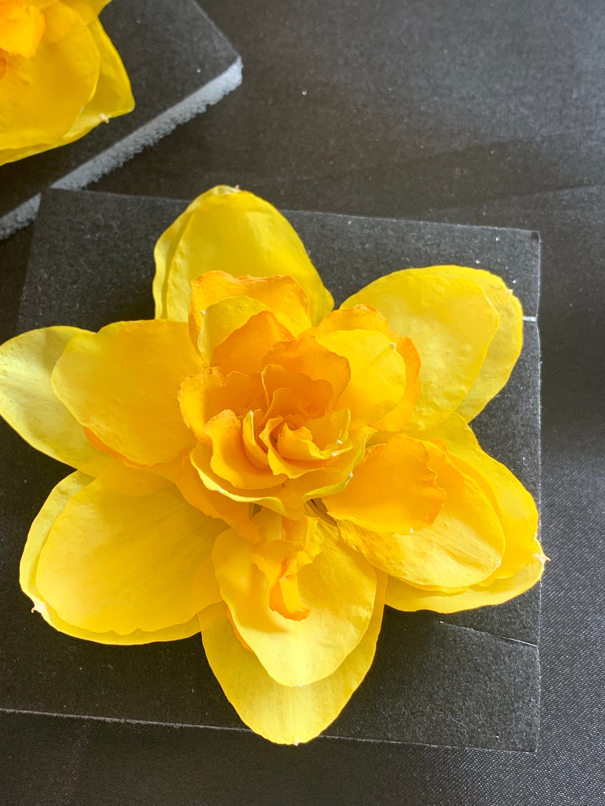 Real Dried Daffodils