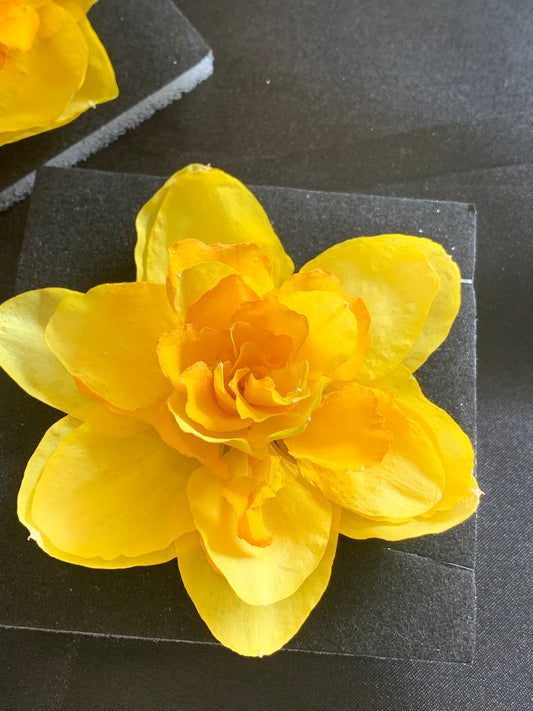 Real Dried Daffodils