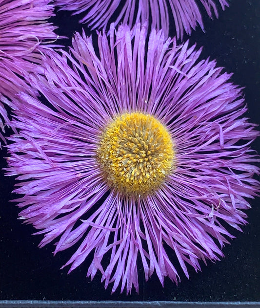 Close up of pink purple dried erigeron in a box