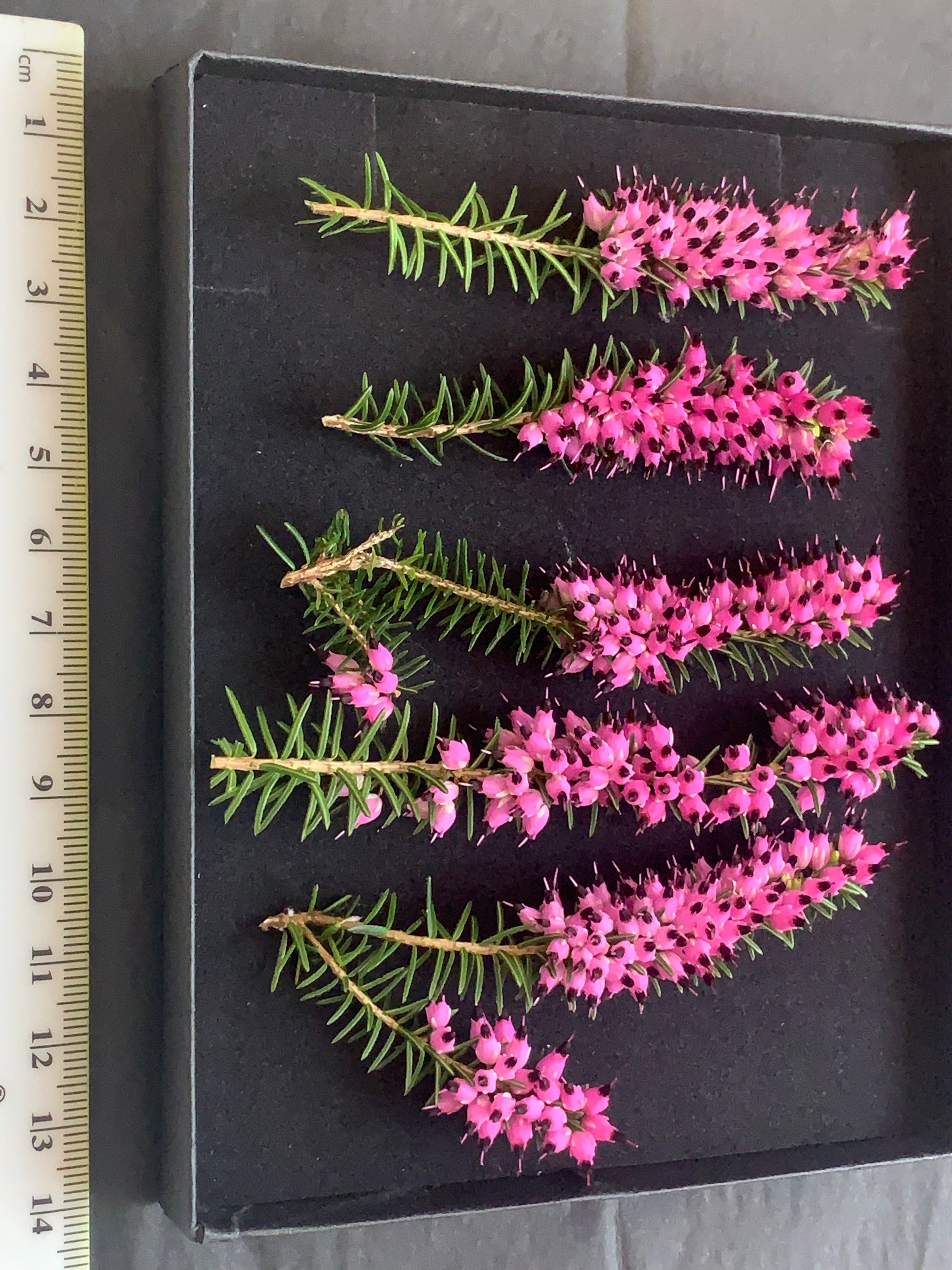 5 sprigs of pink dried heather
