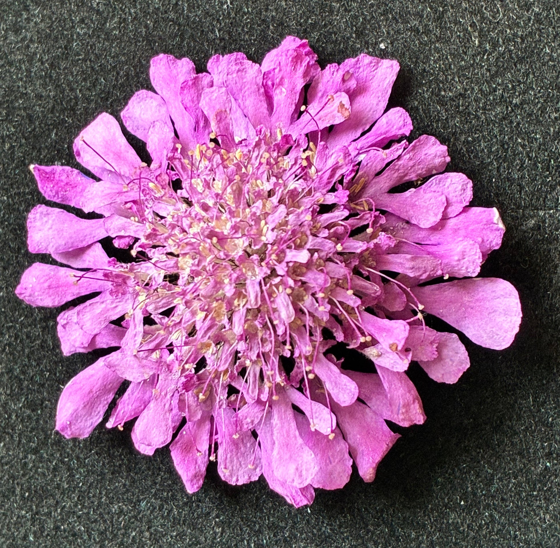 A single dried pink-purple scabious flower head with many narrow petals arranged in a round cluster, placed on a dark textured gray background.