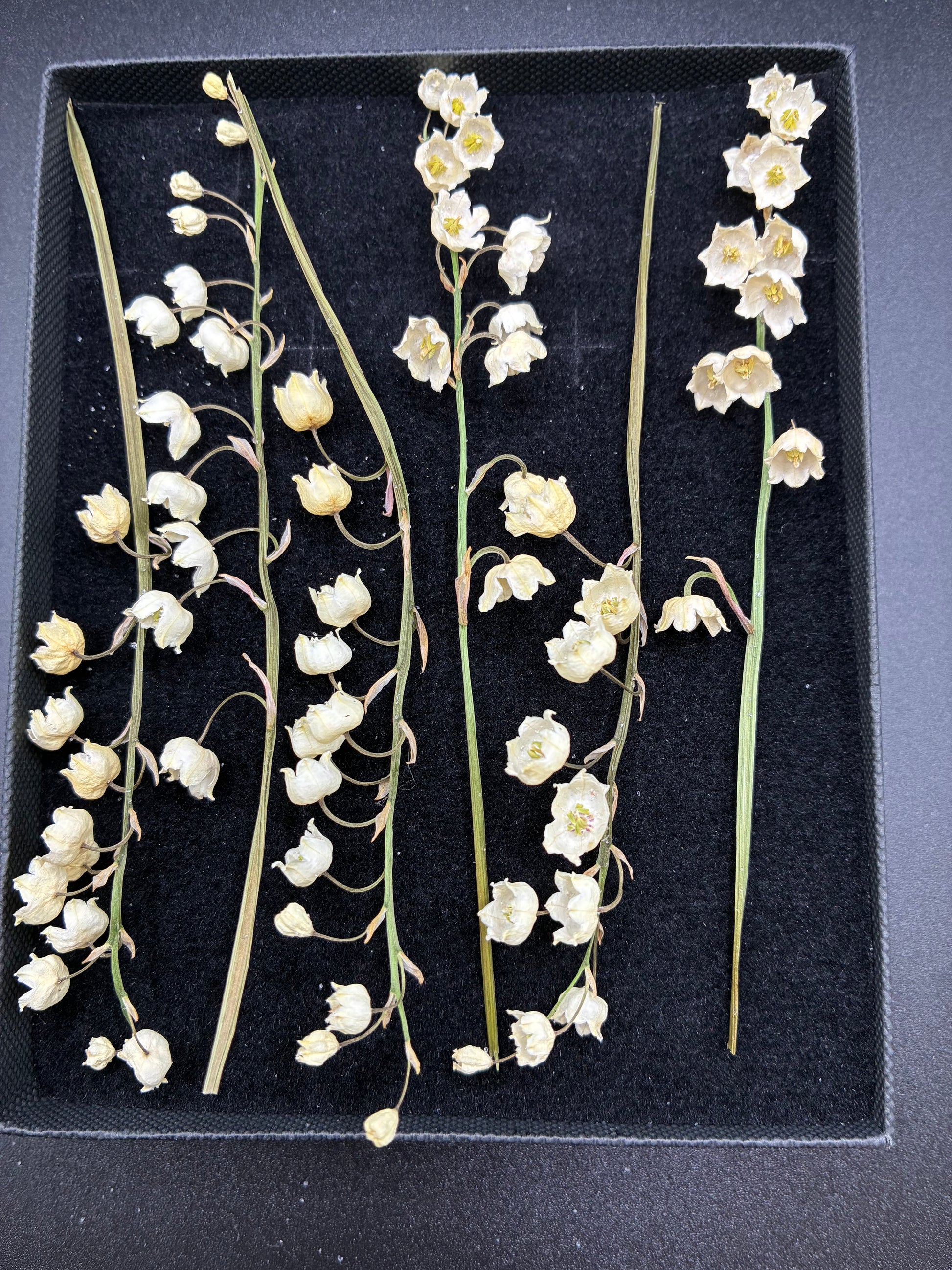 dried lily of the valley stems