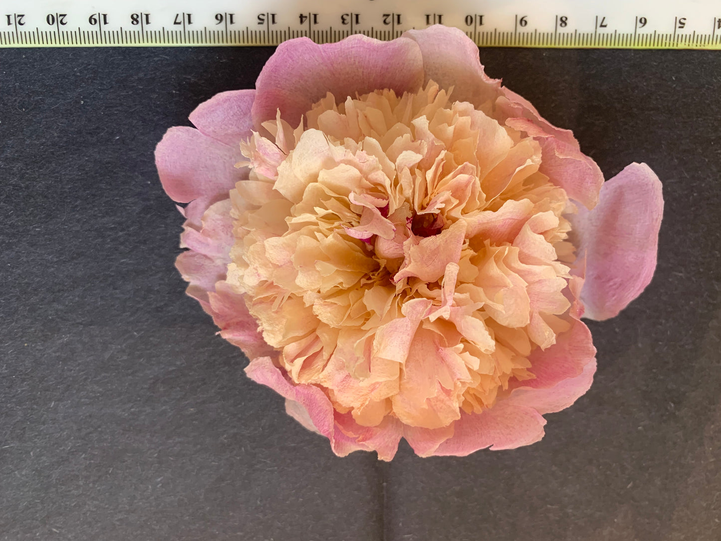 Peony - 1 White/cream/pale pink Real Dried Peony flowers (FM)