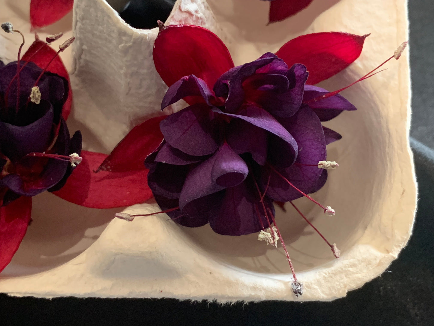 Red and Purple dried fuchsia flower