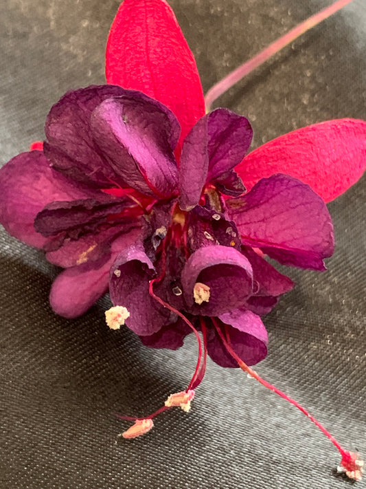 Real dried fuchsia flower
