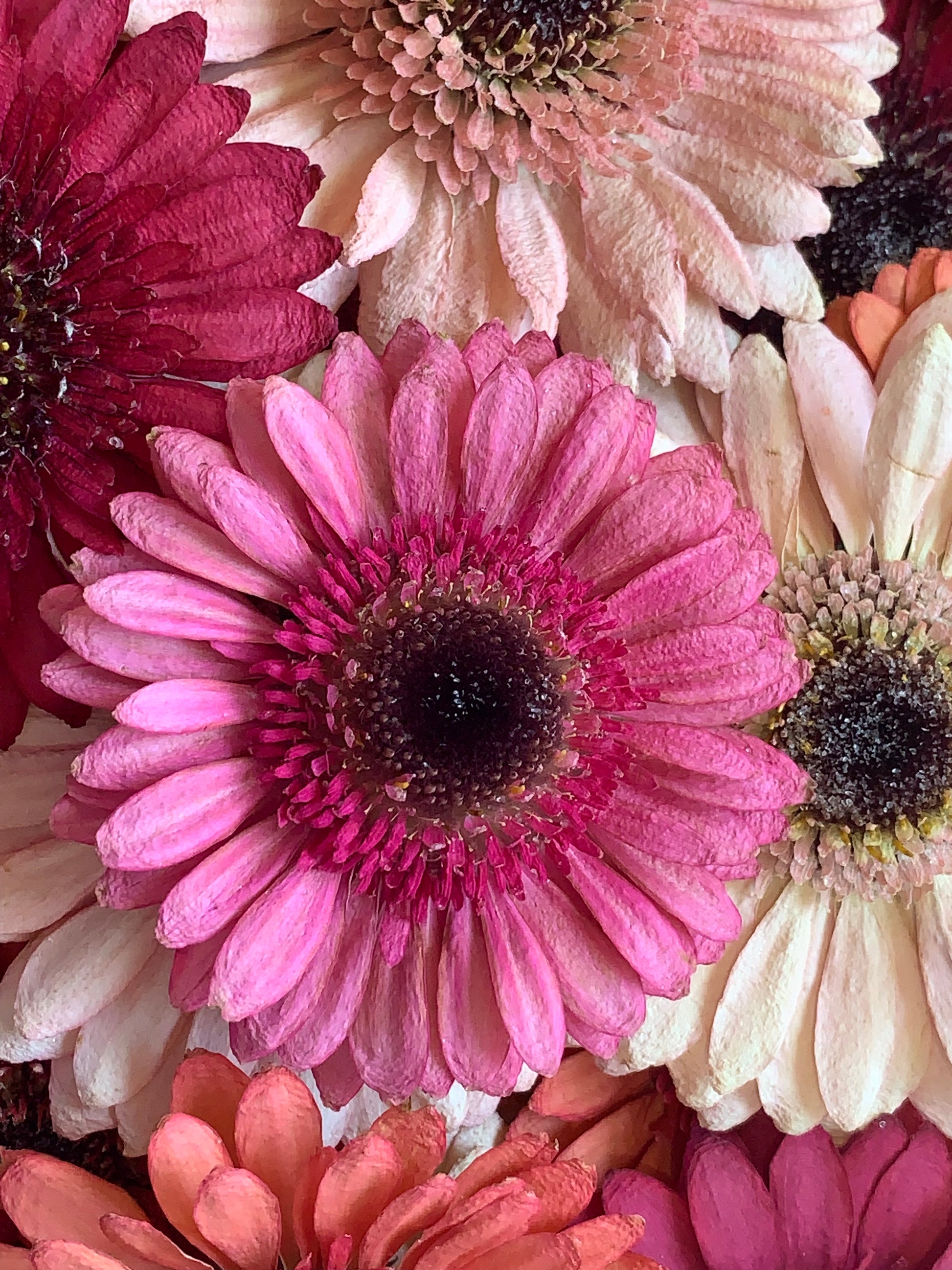 Pink Dried gerbera flowers for resin