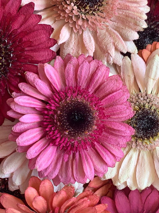 Pink Dried gerbera flowers for resin