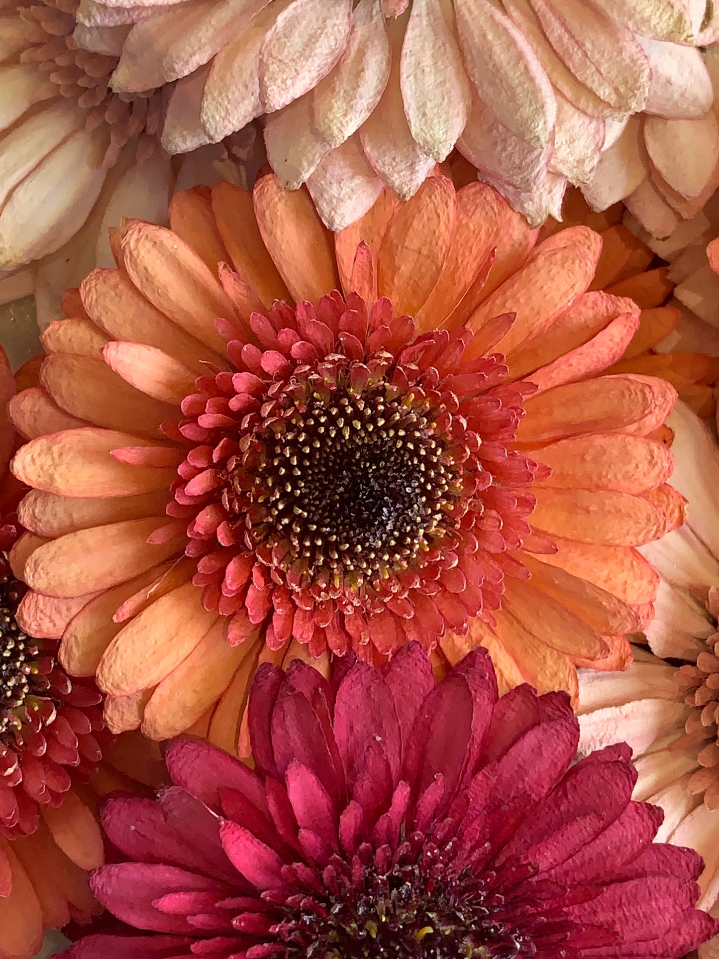 Orange Dried gerbera flowers for resin