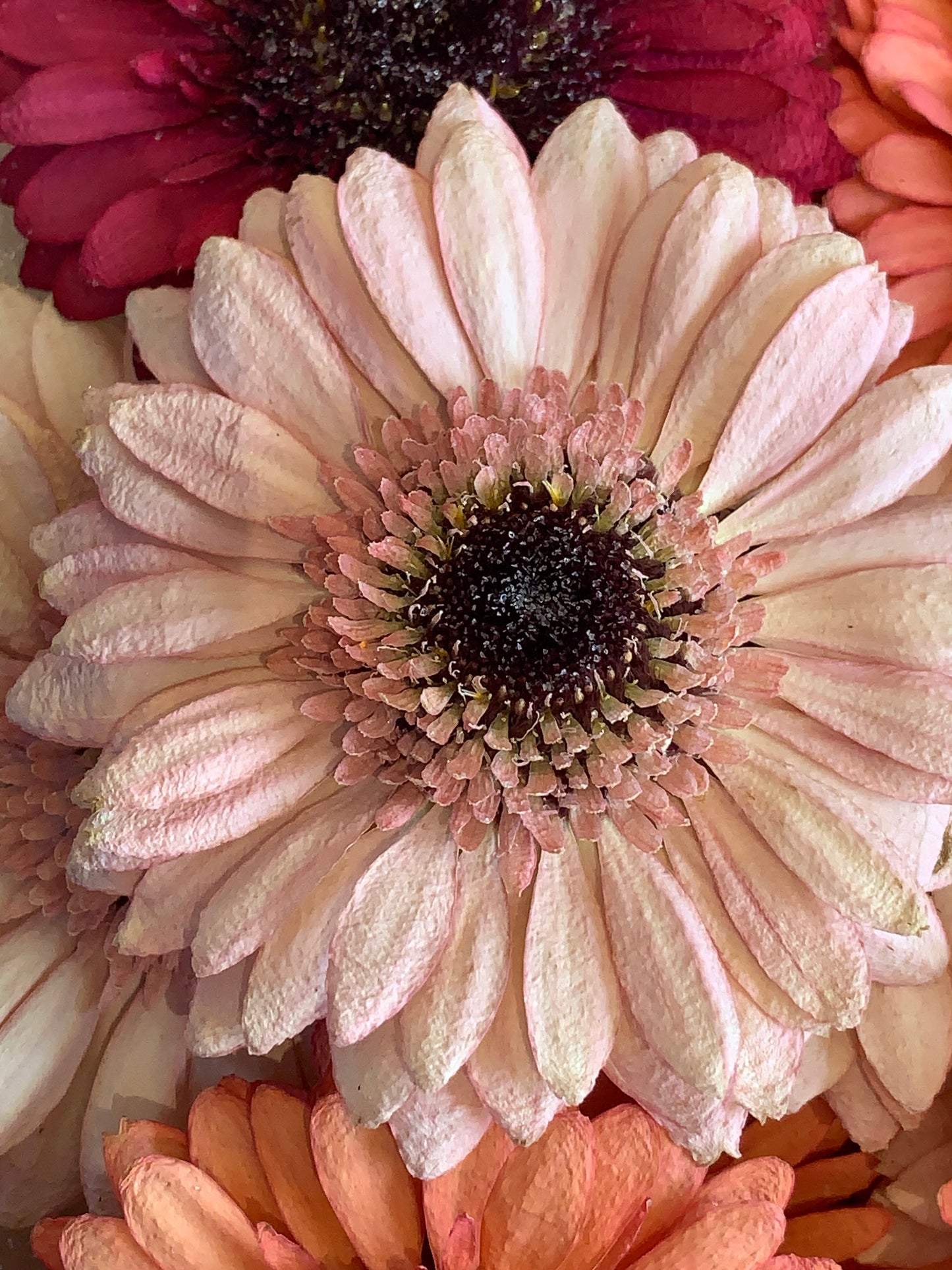 Gerbera -4 Mixed Colour Dried Gerbera