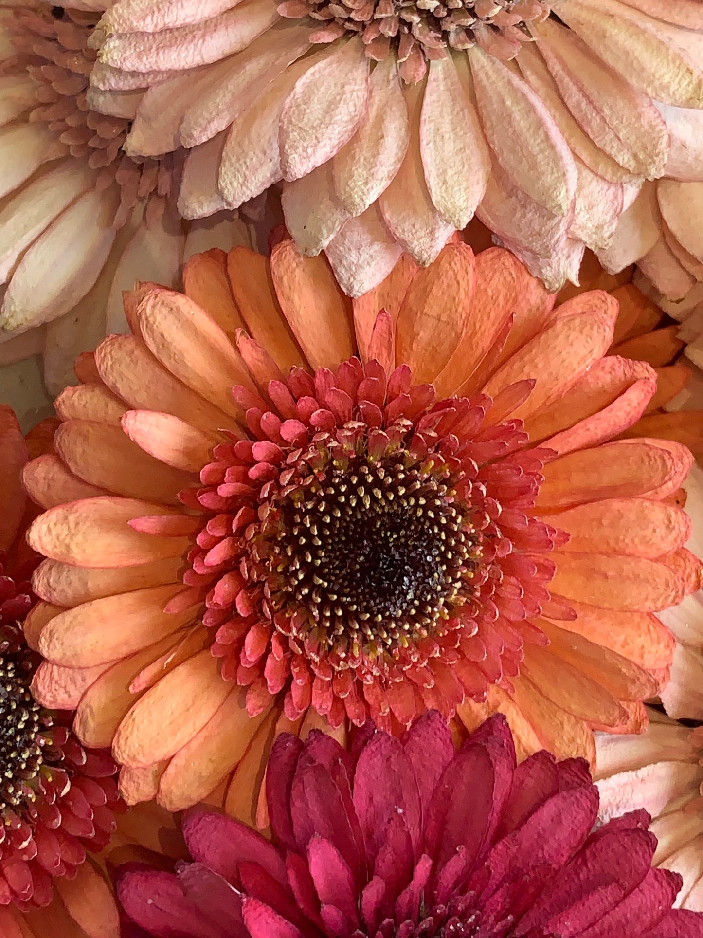 Gerbera -4 Mixed Colour Dried Gerbera