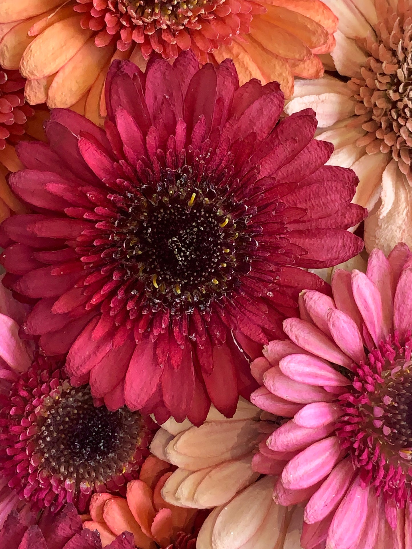 Dried gerbera flowers for resin
