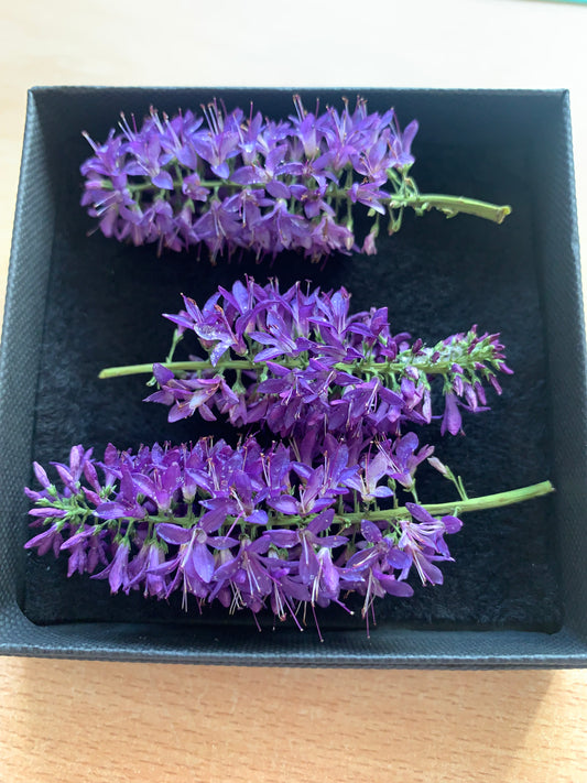Hebe - 3 Real Dried Flowers